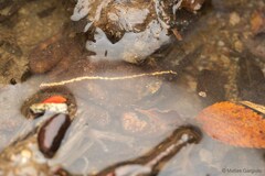 Eupsophus emiliopugini