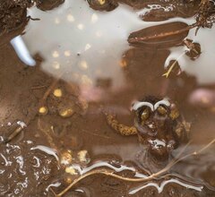 Eupsophus emiliopugini