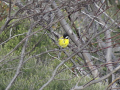 Pachycephala fuliginosa