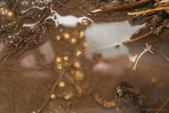 Eupsophus emiliopugini