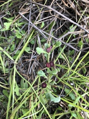 Sphaeromorphaea australis