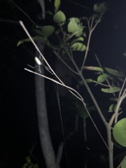 Leucauge