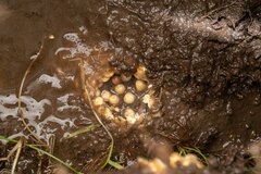 Eupsophus emiliopugini