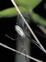 Leucauge