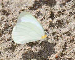 Pseudopieris nehemia