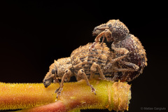 Dasydema hirtella