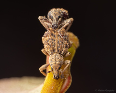 Dasydema hirtella