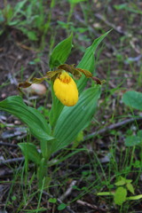 Cypripedium parviflorum pubescens