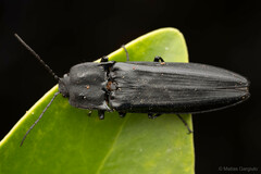 Tibionema abdominalis
