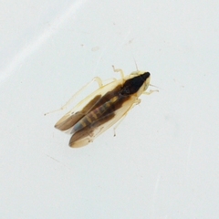 Erythridula