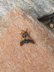 Microtropesa sinuata