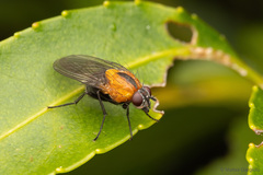 Palpibracus chilensis