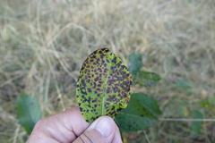 Pseudocercospora kaki
