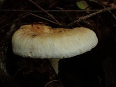 Lactifluus deceptivus