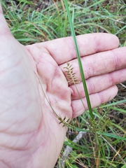 Cyperus thyrsiflorus