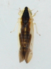 Erythridula