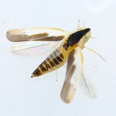 Erythridula