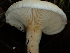 Lactifluus deceptivus