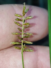 Cyperus thyrsiflorus