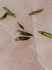 Cyperus thyrsiflorus