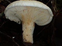 Lactifluus deceptivus