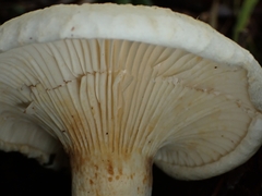 Lactifluus deceptivus