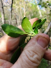 Crataegus brachyacantha