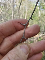 Crataegus brachyacantha