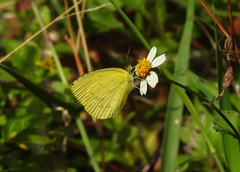 Eurema brigitta