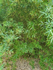 Pseudosasa japonica