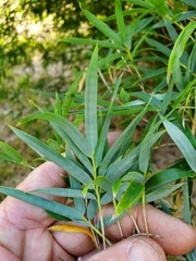Pseudosasa japonica