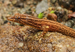 Sphaerodactylus graptolaemus
