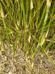 Pseudosasa japonica