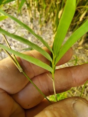 Pseudosasa japonica