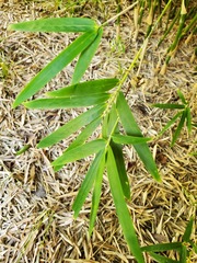 Pseudosasa japonica