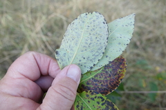 Pseudocercospora kaki