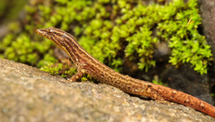 Sphaerodactylus graptolaemus
