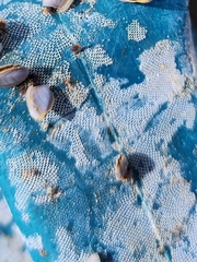 Membranipora membranacea