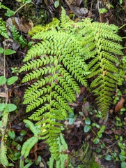 Polystichum dudleyi