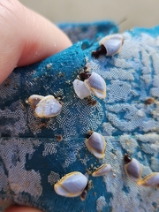 Membranipora membranacea