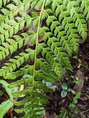 Polystichum dudleyi