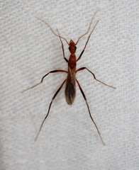 Leptomyrmex