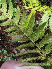 Polystichum dudleyi