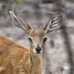 Raphicerus campestris