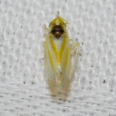 Erythridula noeva