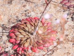 Stylidium assimile