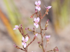 Stylidium assimile
