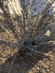 Pseudognaphalium beneolens