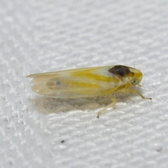 Erythridula noeva