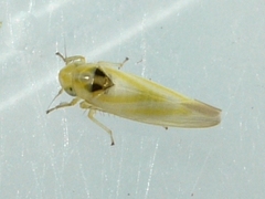 Erythridula noeva